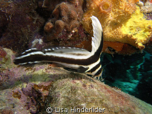 Spotted drum Juvenile....lovely & graceful! by Lisa Hinderlider 
